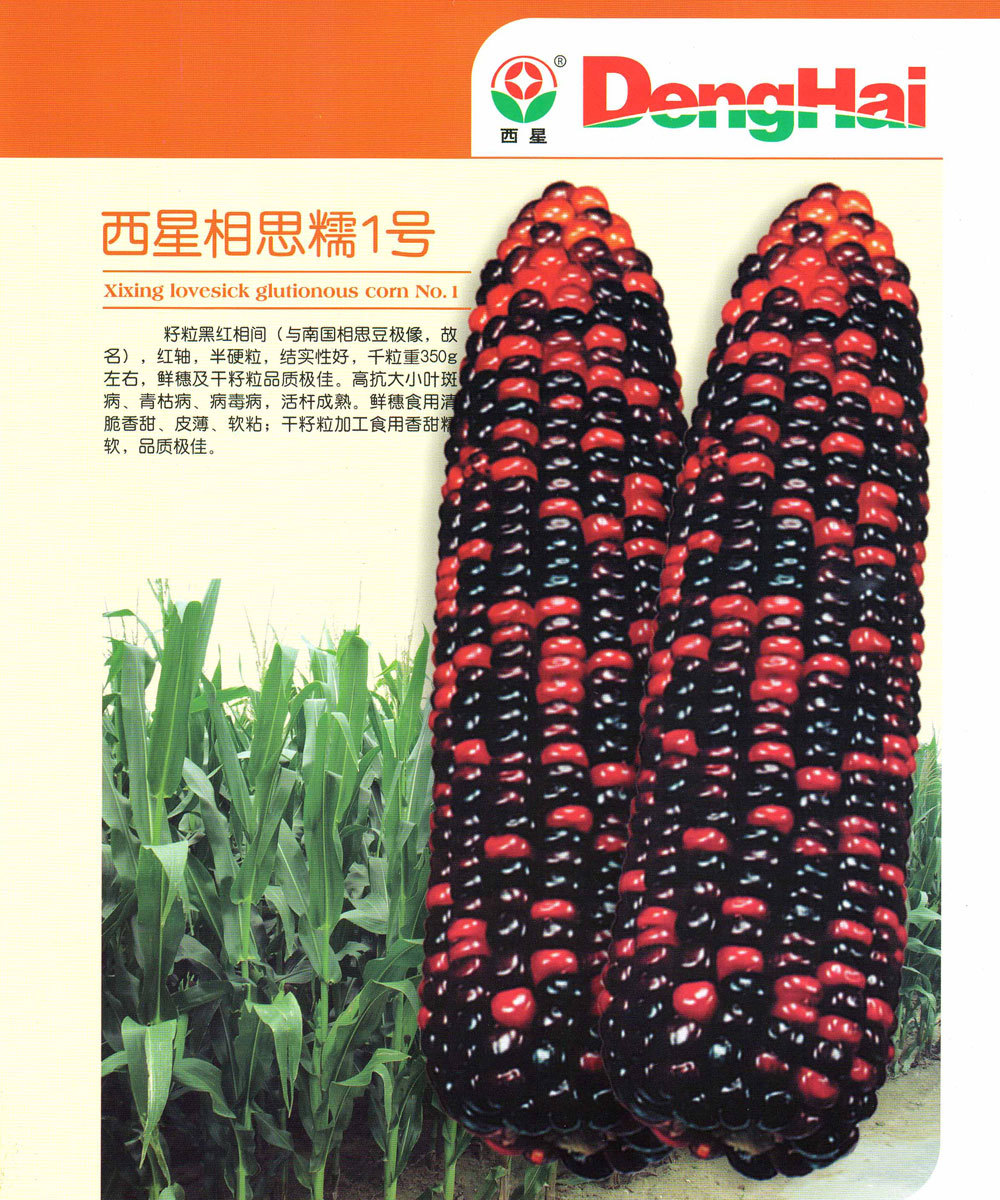 西星相思糯1号