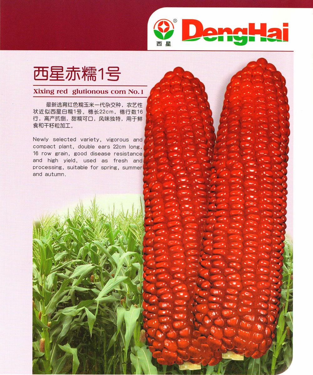  西星赤糯1号