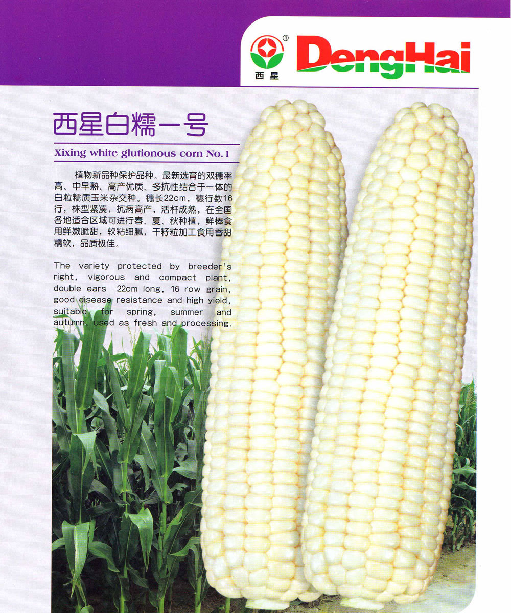 西星白糯一号