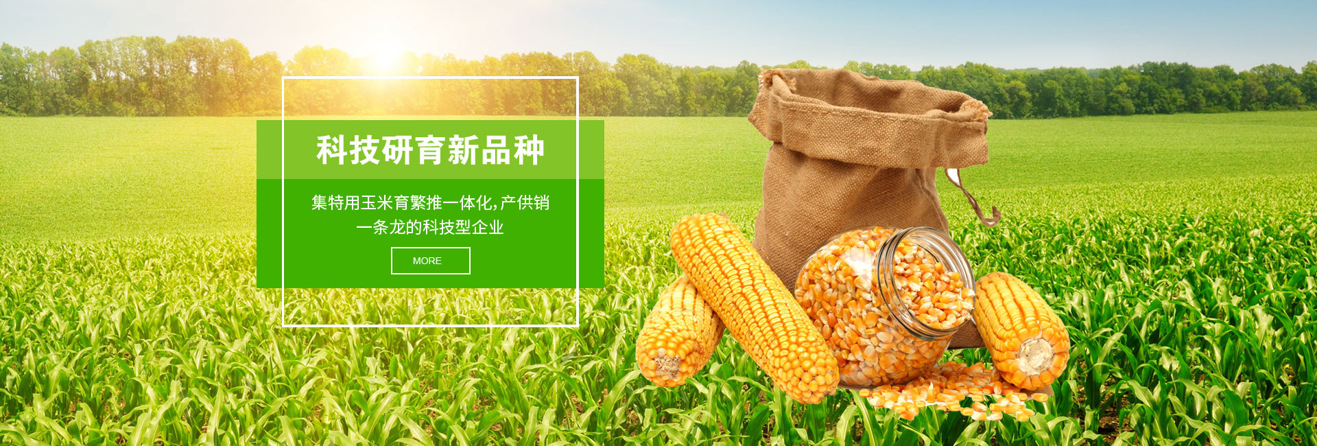 山東登海種業股份有限公司西玉分公司