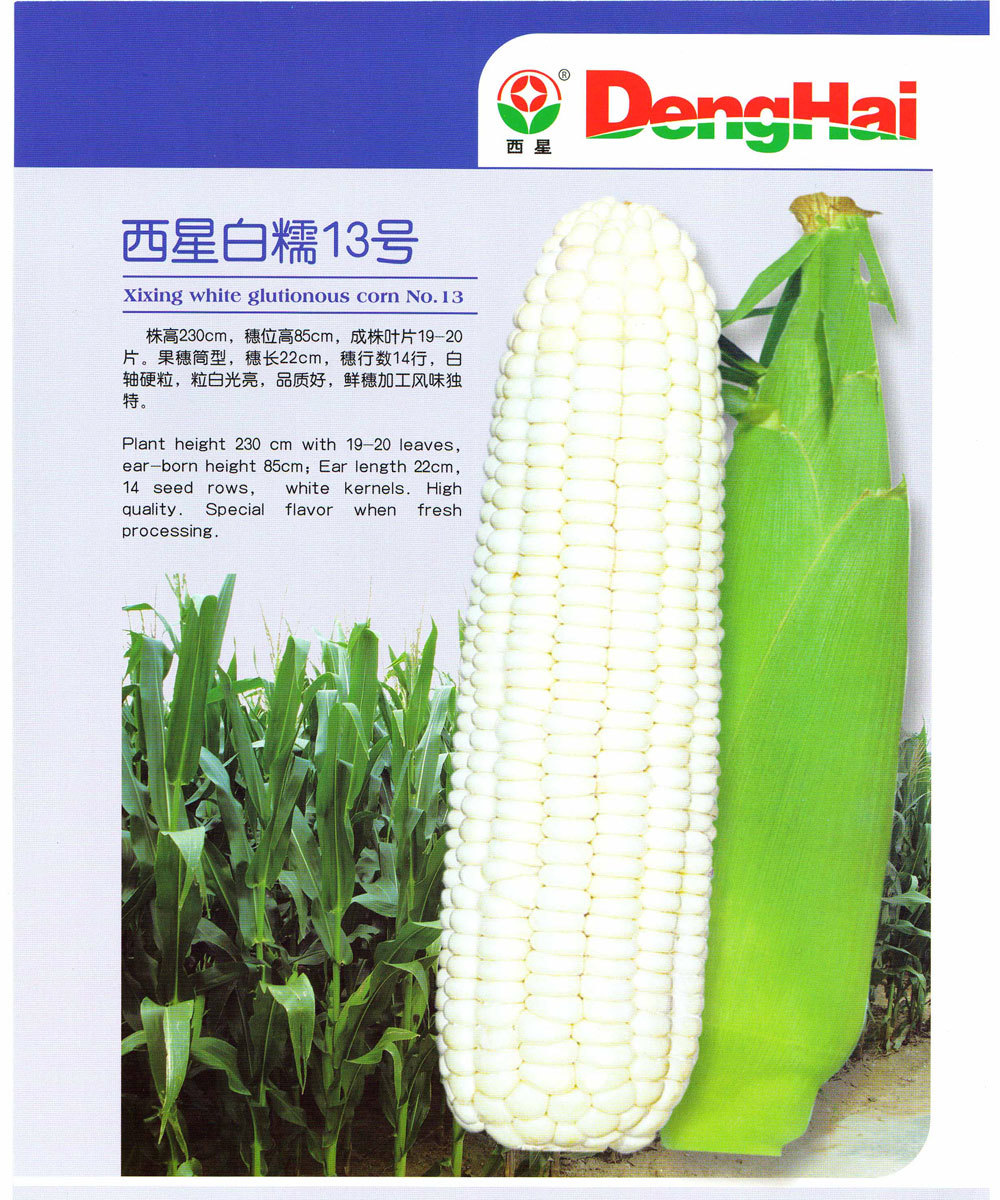 西星白糯13号