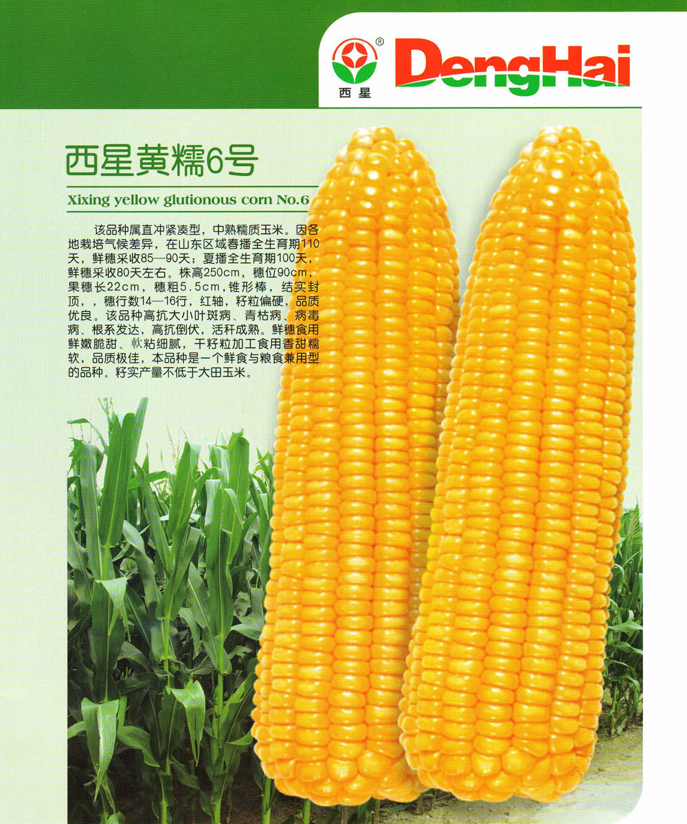 西星黃糯6号