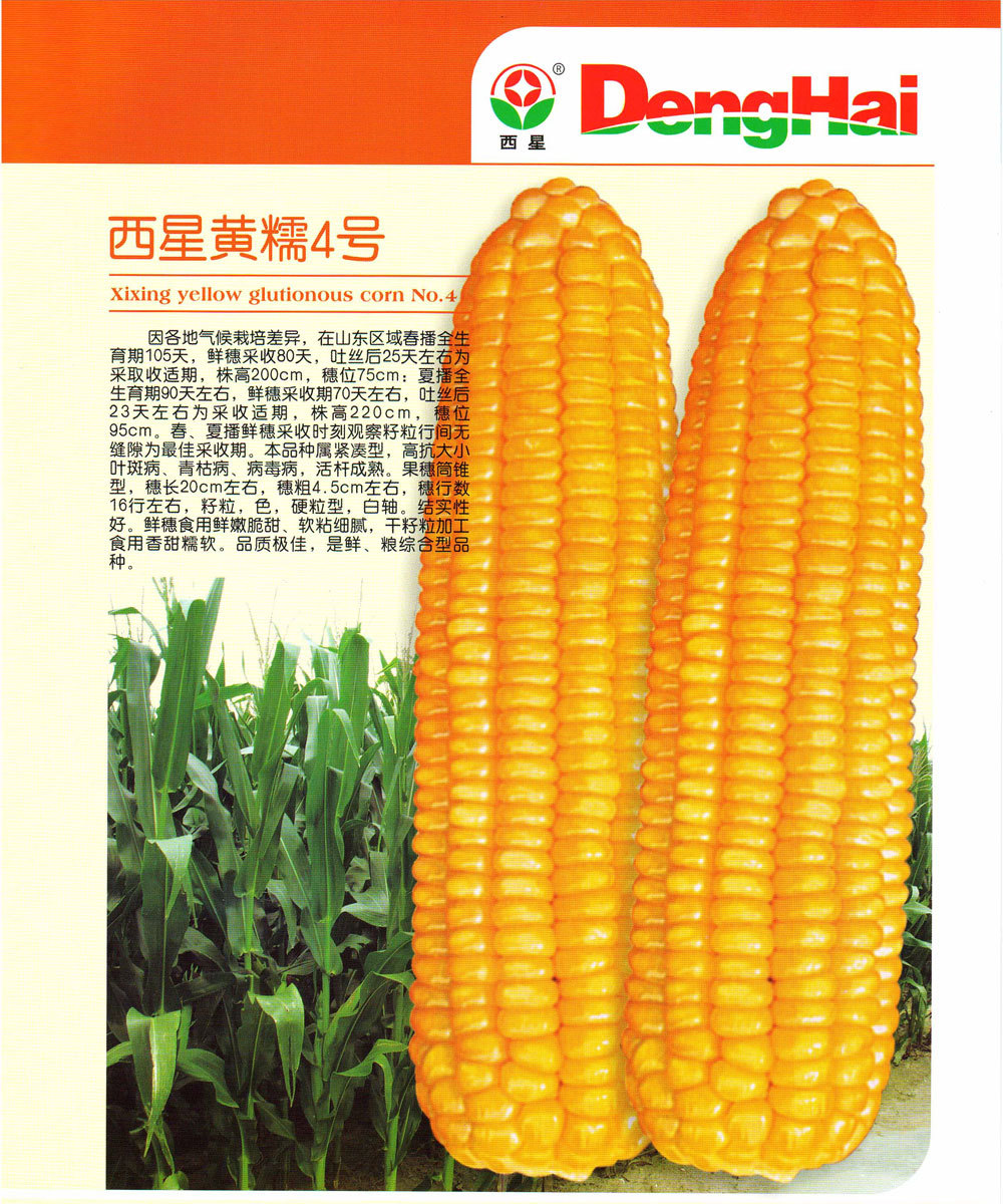 西星黃糯4号